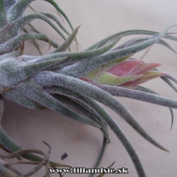 Tillandsia pruinosa