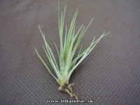 Tillandsia rodrigueziana