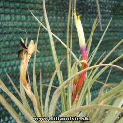 Tillandsia schiedeana x ?