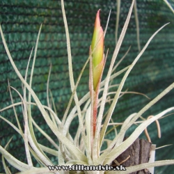 Tillandsia schiedeana x ?