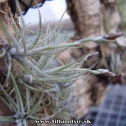 Tillandsia spiralipetala