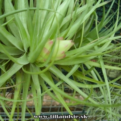 Tillandsia stricta