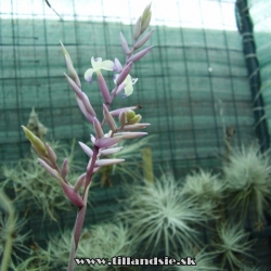 Tillandsia straminae