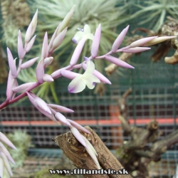 Tillandsia straminae