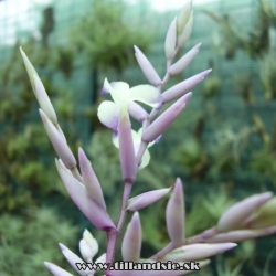 Tillandsia straminae