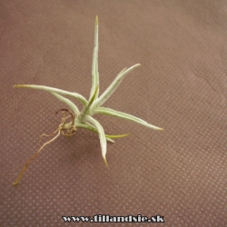 Tillandsia paleacea