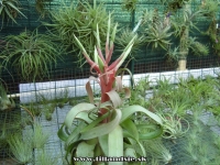 Tillandsia streptophylla