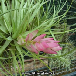 Tillandsia stricta