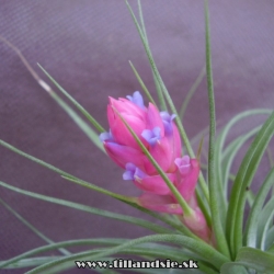 Tillandsia stricta