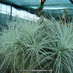 Tillandsia tectorum f.gigantea