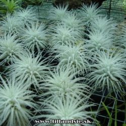 T. tectorum var. filifoliata