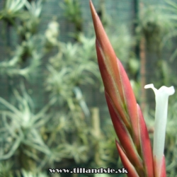 Tillandsia ?