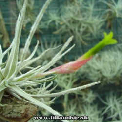 Tillandsia tortilis