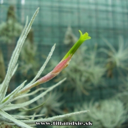 Tillandsia tortilis