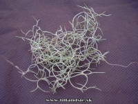 Tillandsia usneoides ,, miniatúrna forma,,