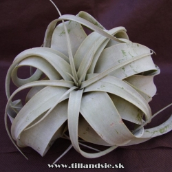 Tillandsia xerographica