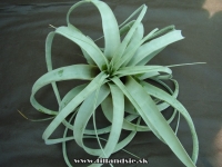 Tillandsia xerographica