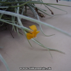 Tillandsia crocata,,cooper penny,,