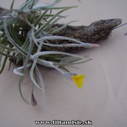 Tillandsia crocata