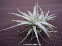 Tillandsia tectorum