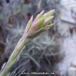 Tillandsia tectorum f.gigantea