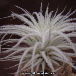 Tillandsia tectorum var.filifoliata