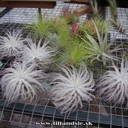 Tillandsia tectorum var.filifoliata