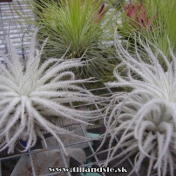 Tillandsia tectorum var.filifoliata