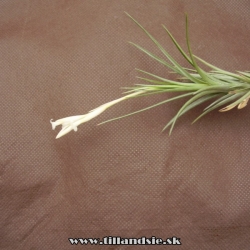 Tillandsia tenuifolia var.alba