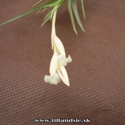 Tillandsia tenuifolia var.alba