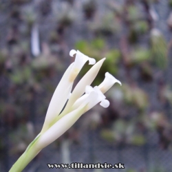 Tillandsia tenuifolia var.alba