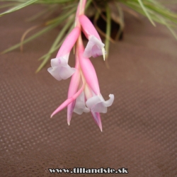 Tillandsia tenuifolia 