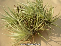 Tillandsia tenuifolia var.saxicola