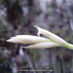 Tillandsia tenuifolia var.alba