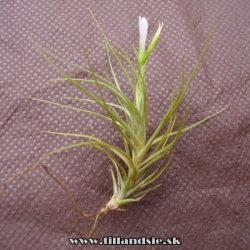 Tillandsia tenuifolia var.vaginata