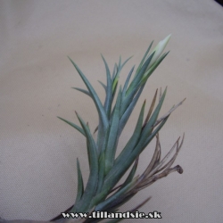 Tillandsia tenuifolia var.alba