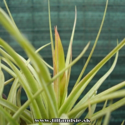 Tillandsia acostae