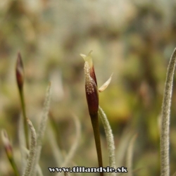 Tillandsia capillaris