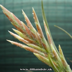 Tillandsia didisticha