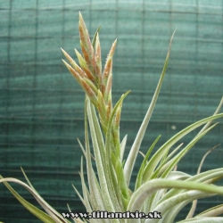 Tillandsia didisticha