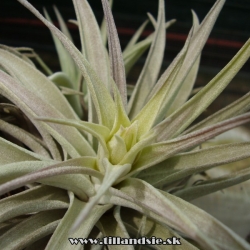 Tillandsia hondurensis