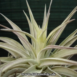 Tillandsia hondurensis