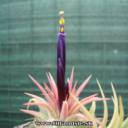 tillandsia ionantha cv.Ron