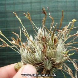 Tillandsia loliacea