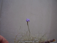 Tillandsia mallemontii