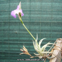 Tillandsia paleacea var.apurimasensis