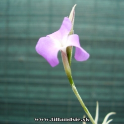 Tillandsia paleacea var.apurimasensis