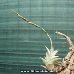 Tillandsia peiranoi