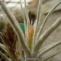 Tillandsia tectorum var.casmensis