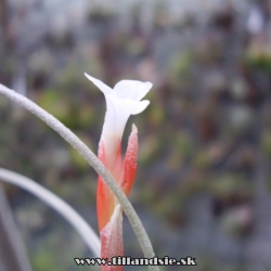 Tillandsia toropiensis